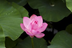 Ultimate Lotus App Download: Step-by-Step Guide for India (2027)